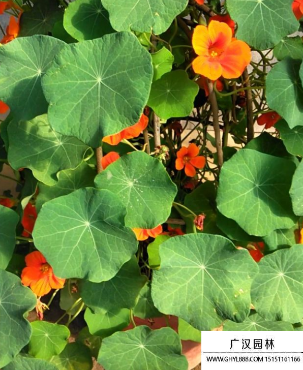 旱蓮花