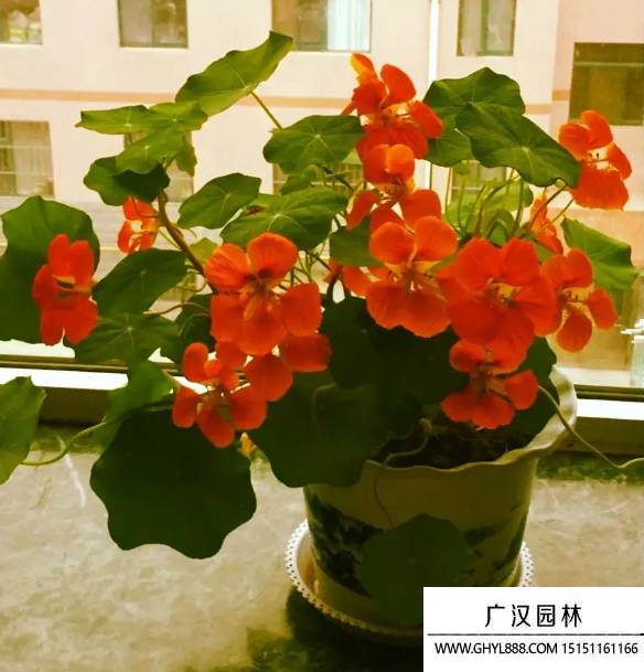 旱蓮花
