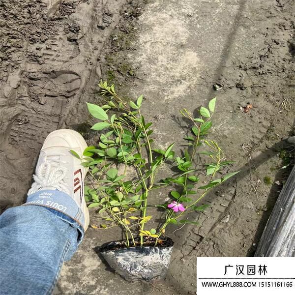 豐花月季 