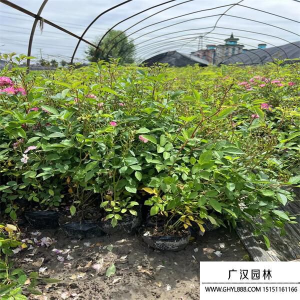 豐花月季 