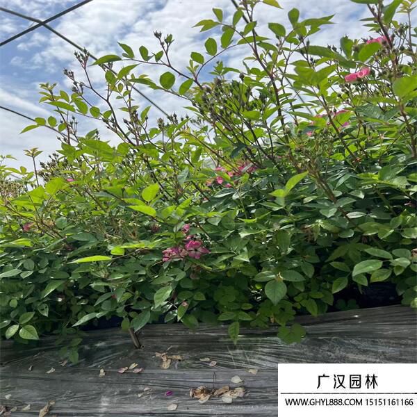 豐花月季