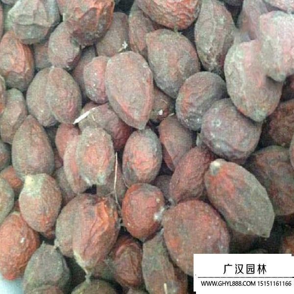 鐵樹種子