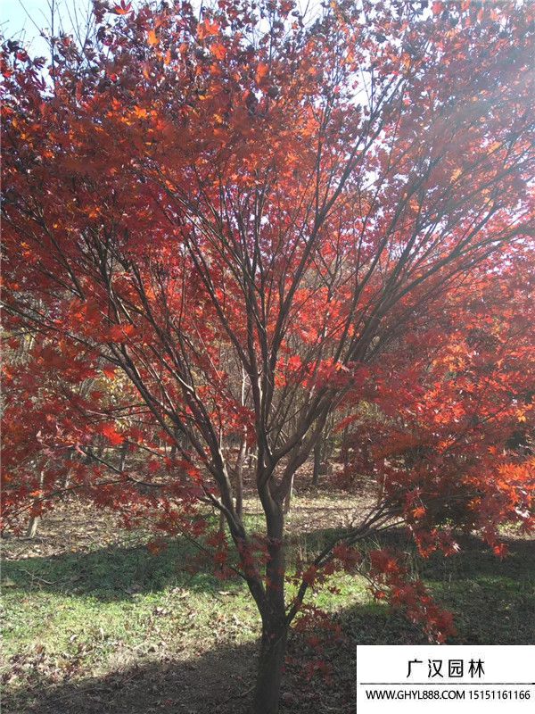 日本紅楓