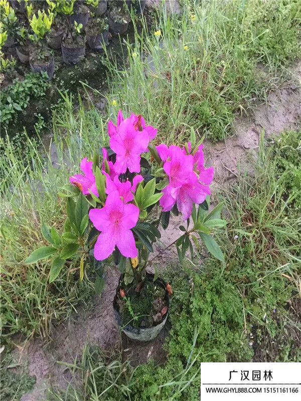杜鵑
