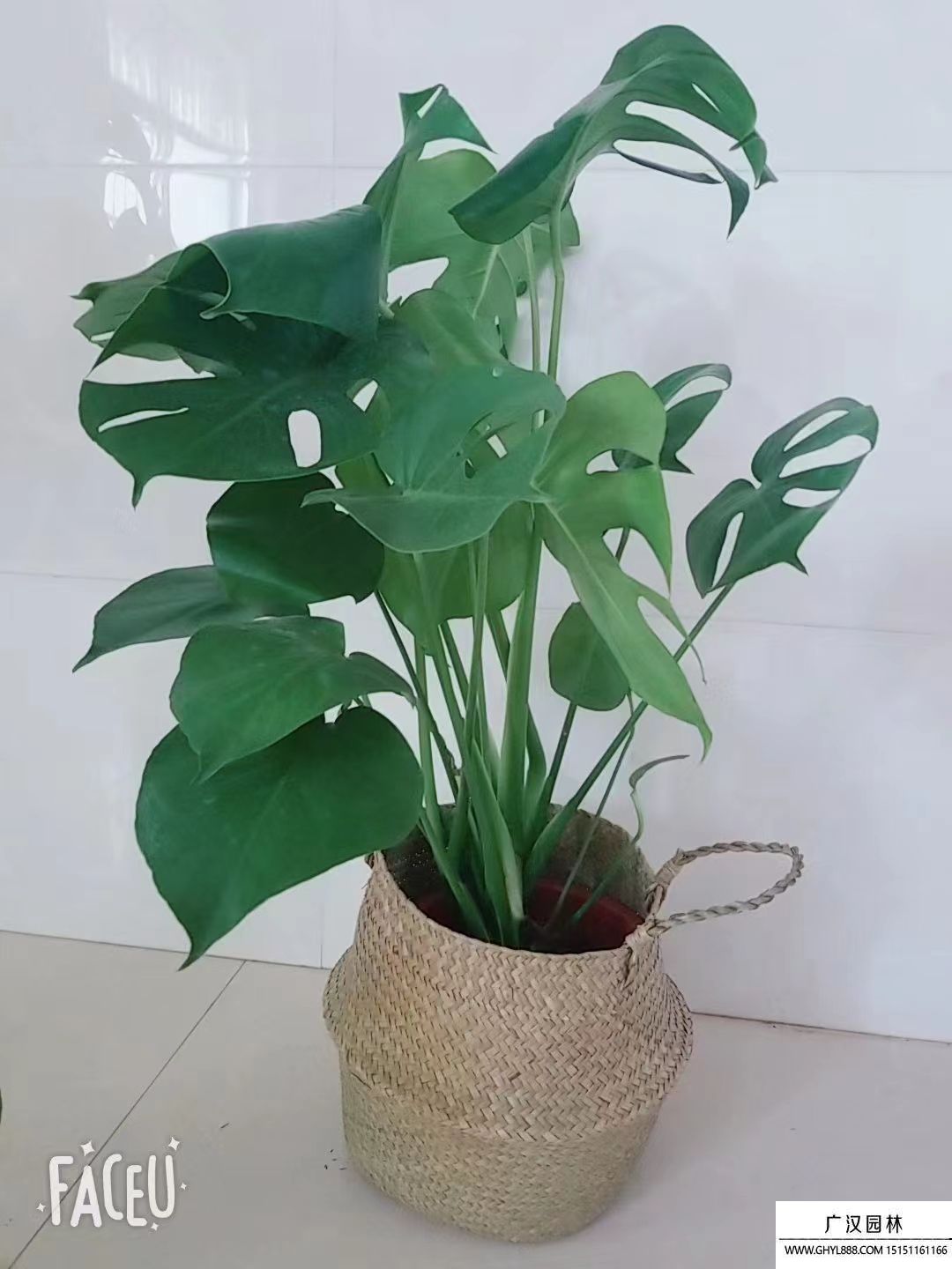 龜背竹