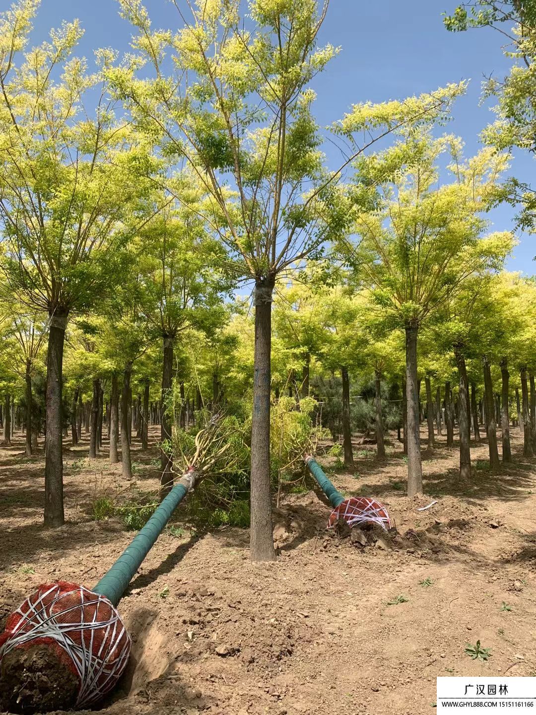 黃金槐