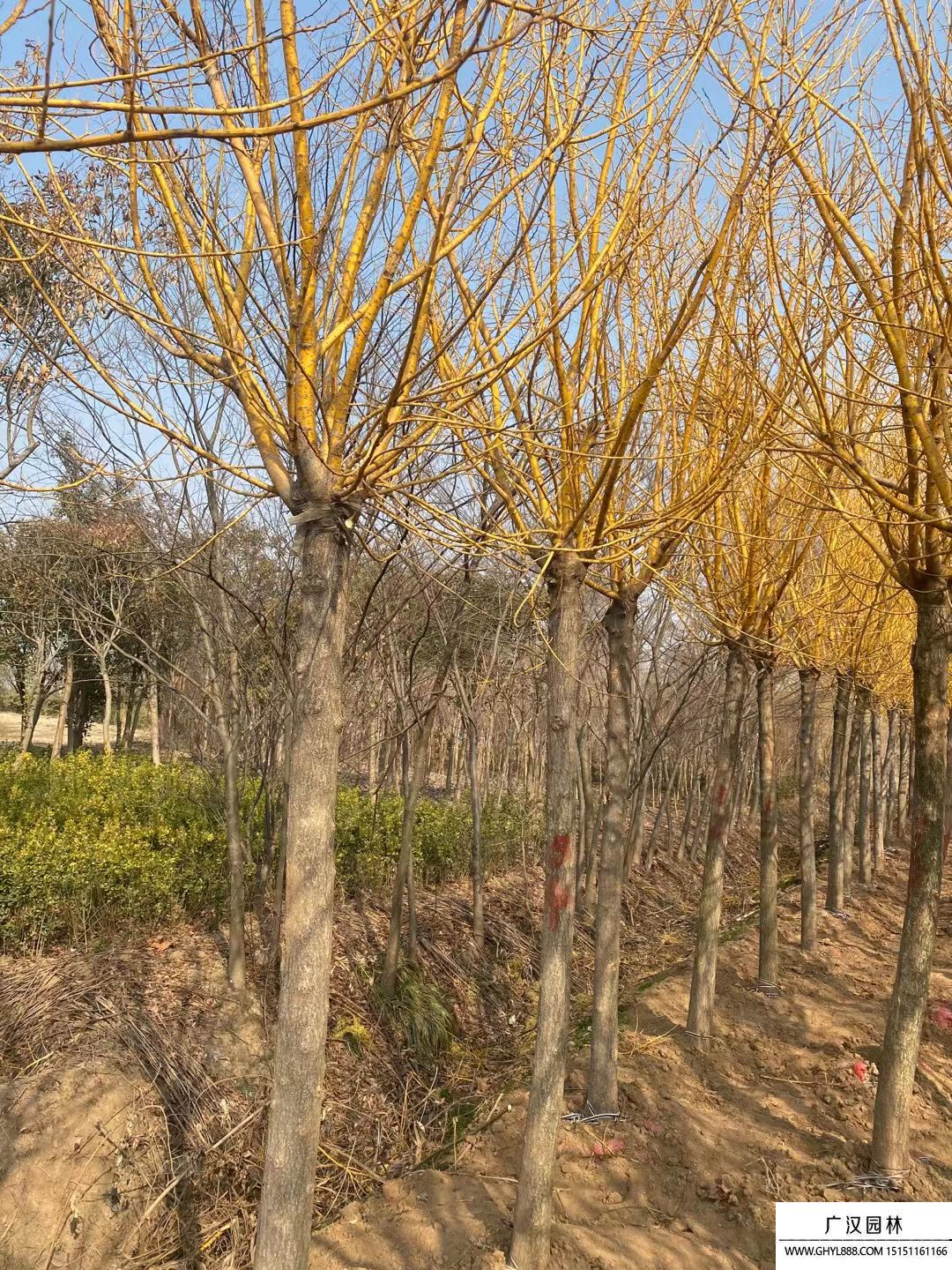黃金槐