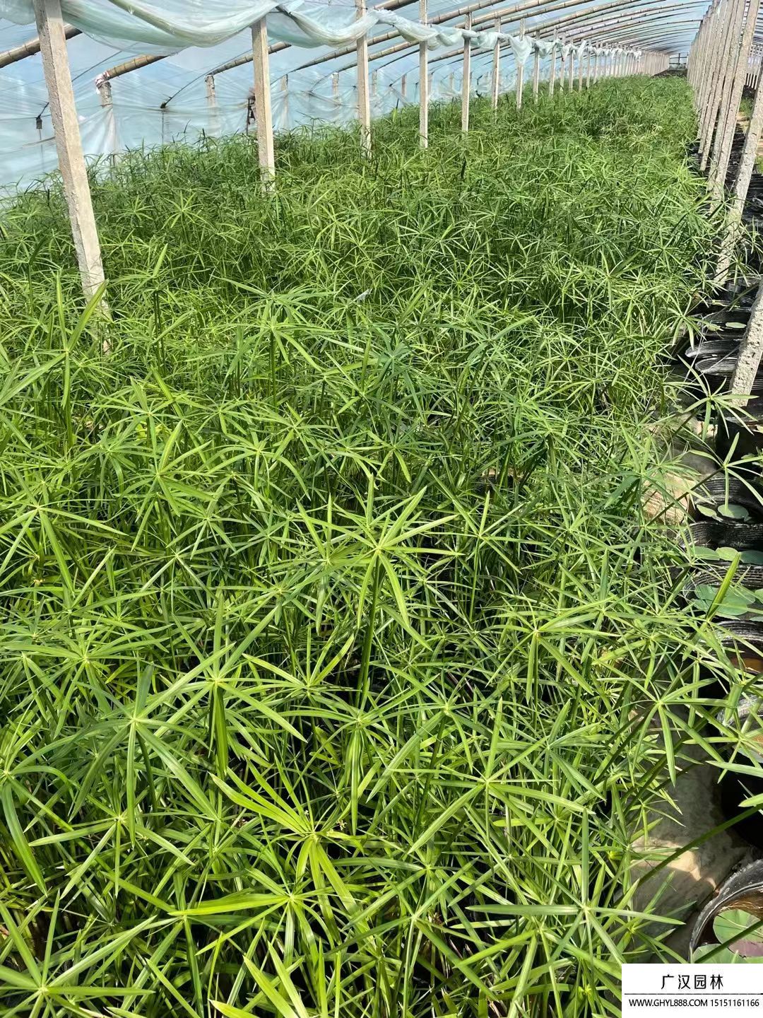 旱傘草 