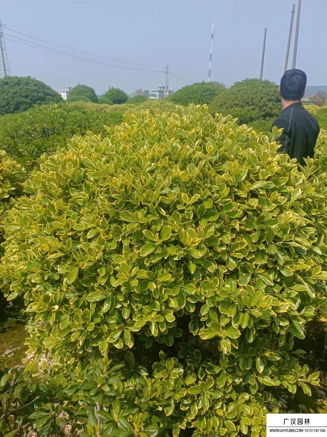 金邊黃楊球 