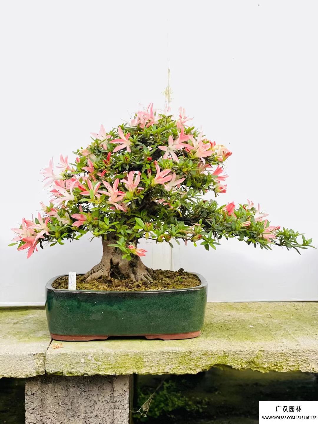皋月杜鵑 