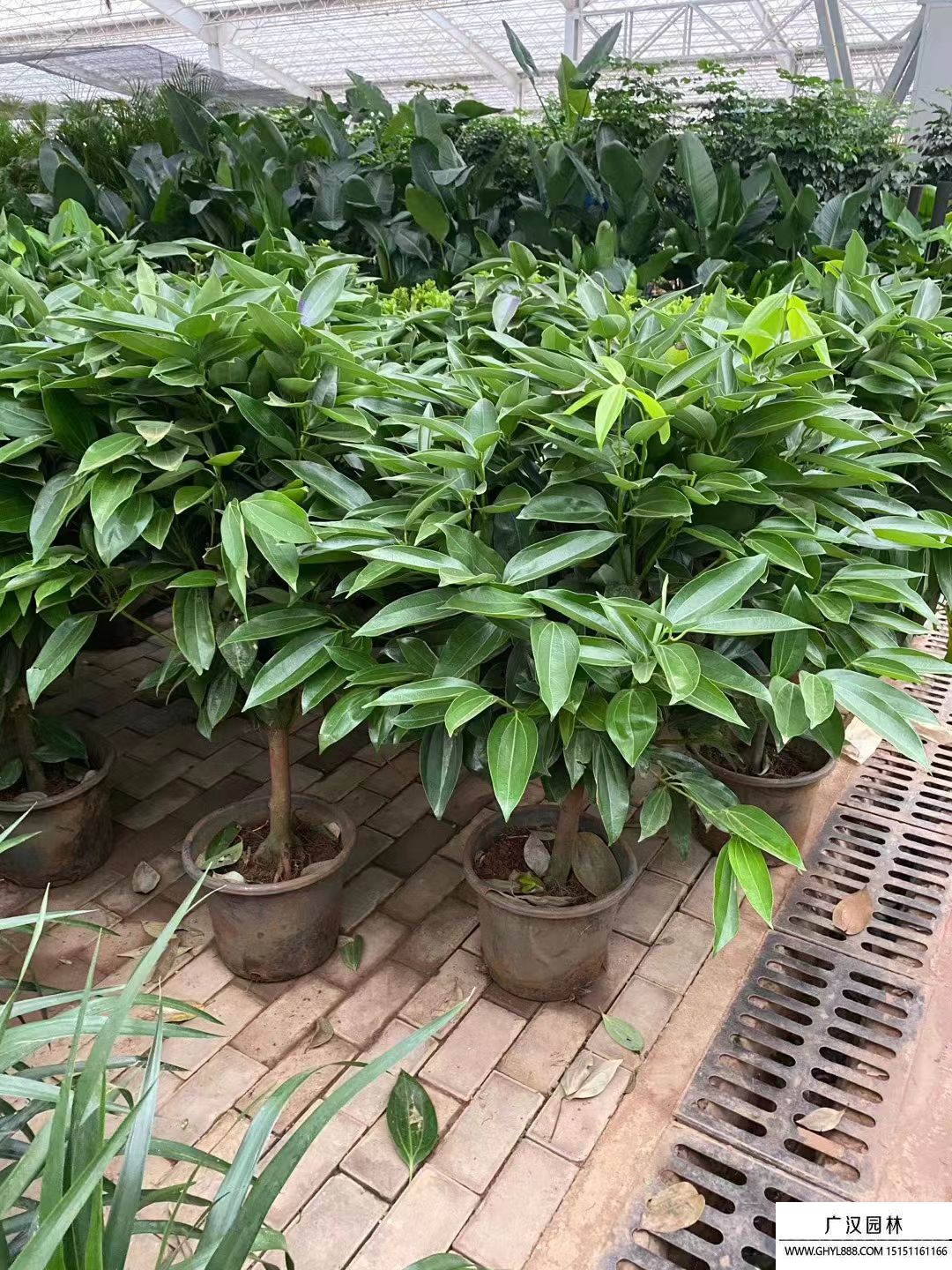 平安樹