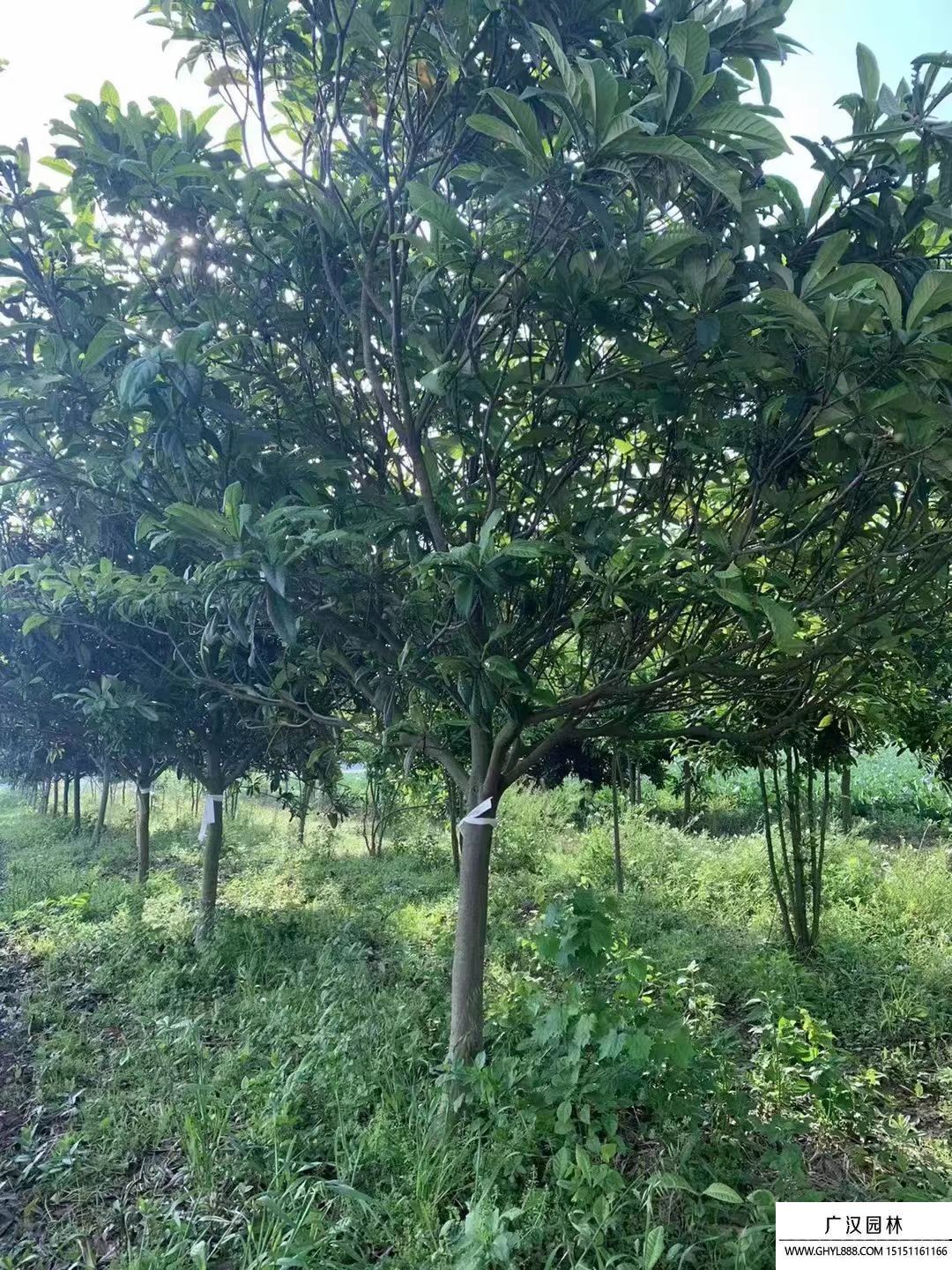 枇杷樹