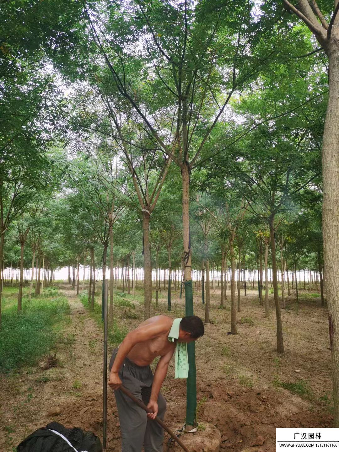 國槐
