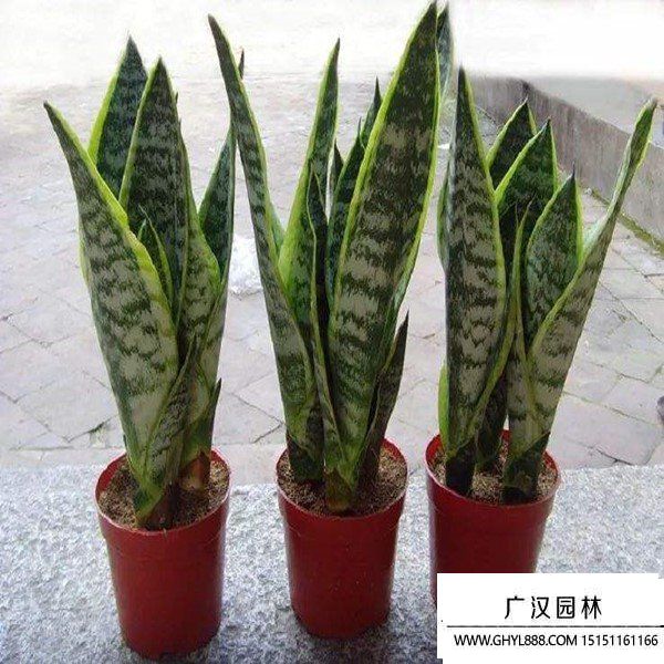 虎尾蘭