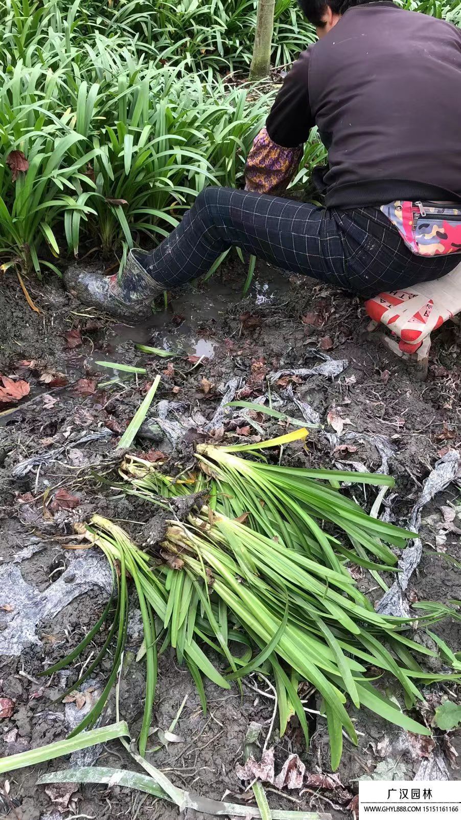 百子蓮 