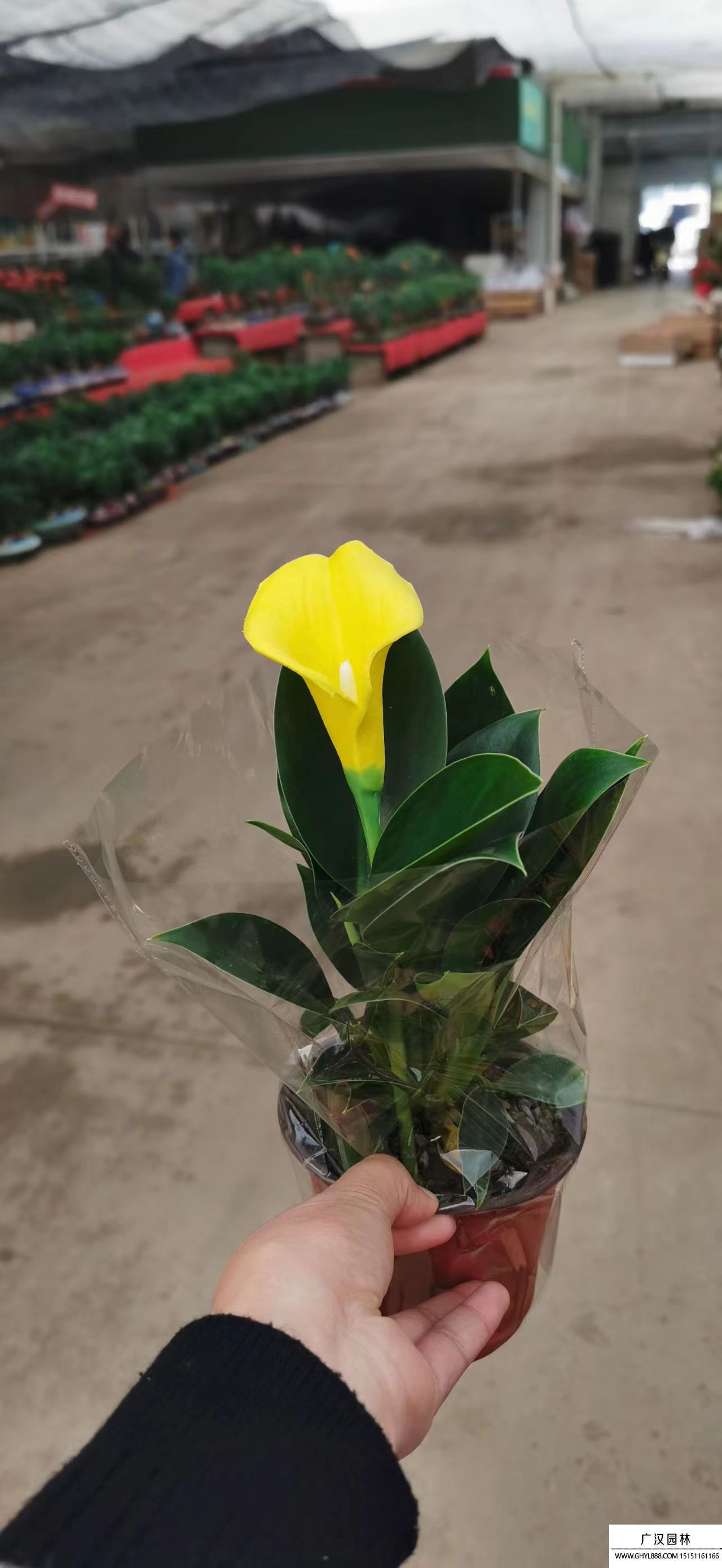 馬蹄蓮