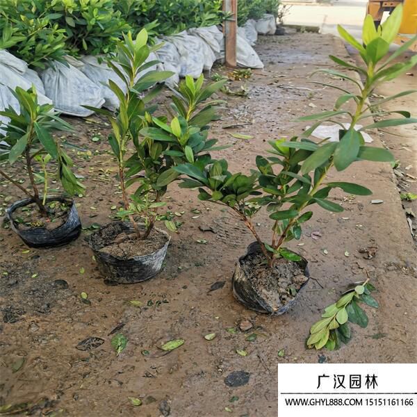 毛杜鵑