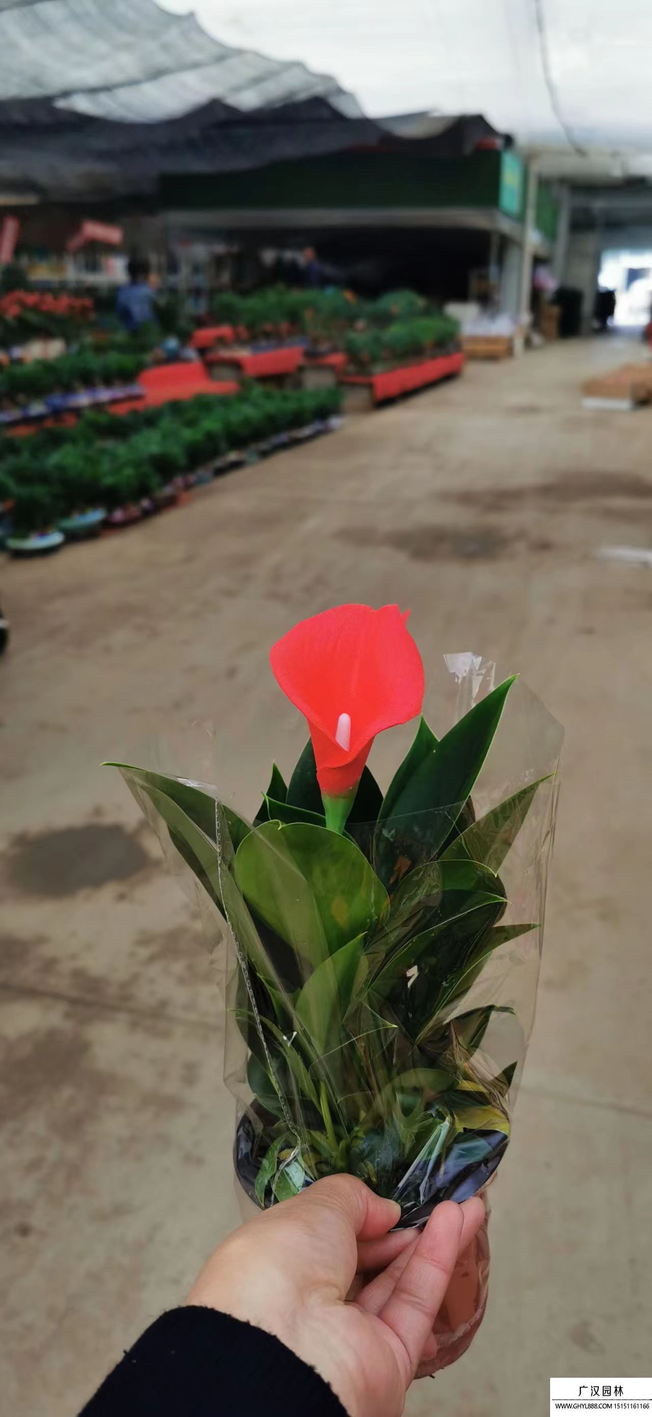 馬蹄蓮 