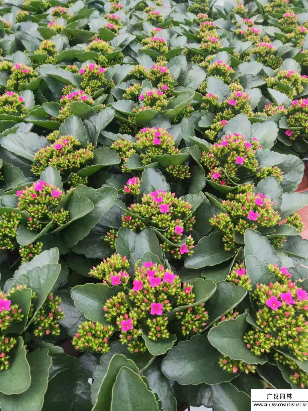 長壽花 