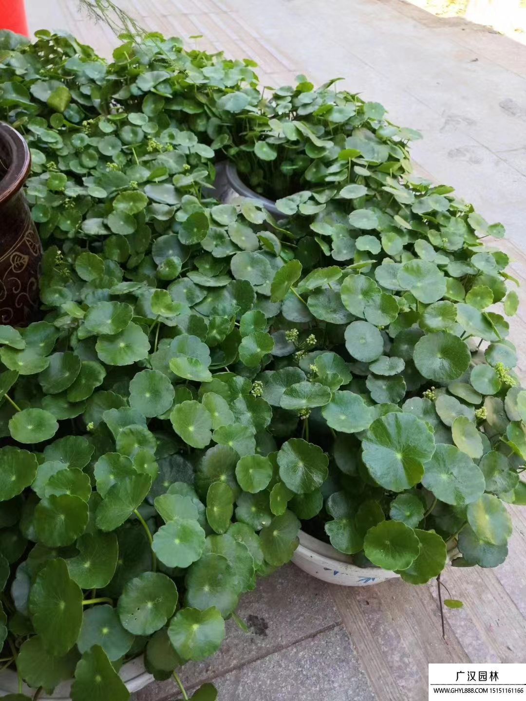 銅錢草