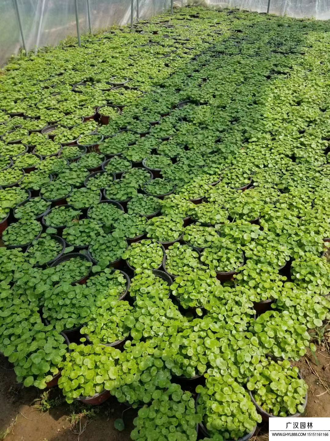 銅錢草 