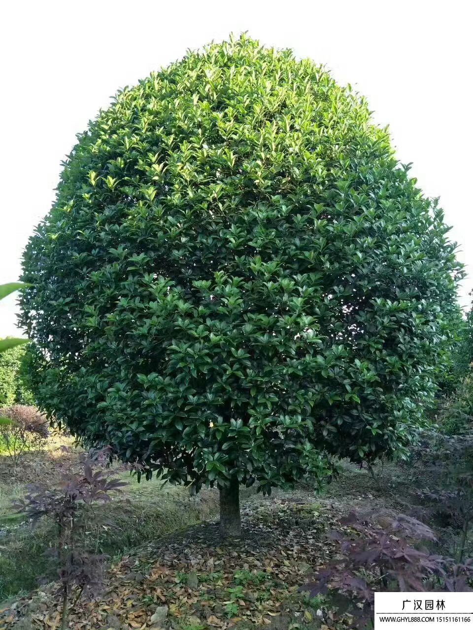桂花樹