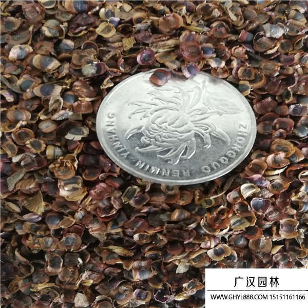 金雞菊種子