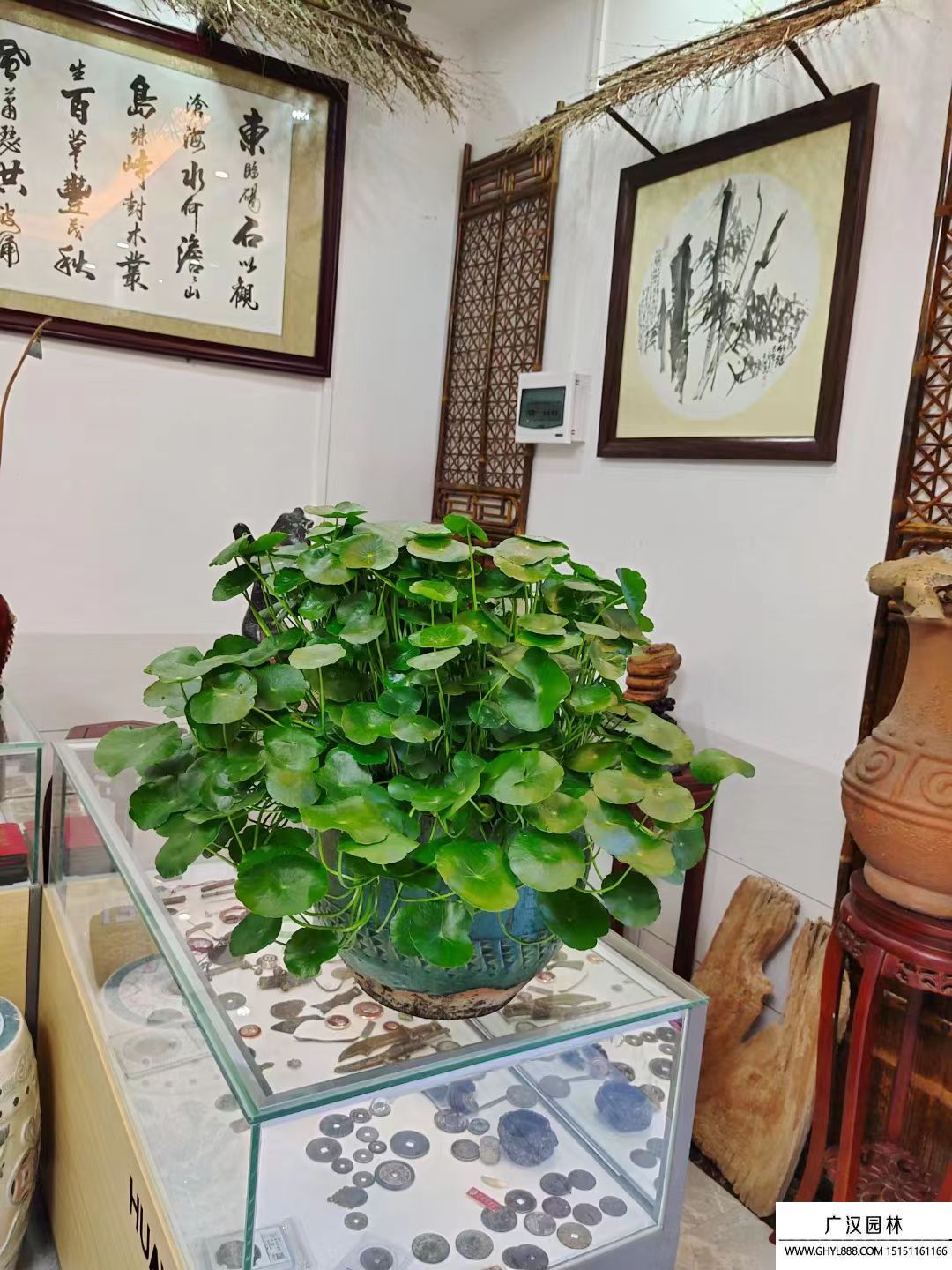 銅錢草