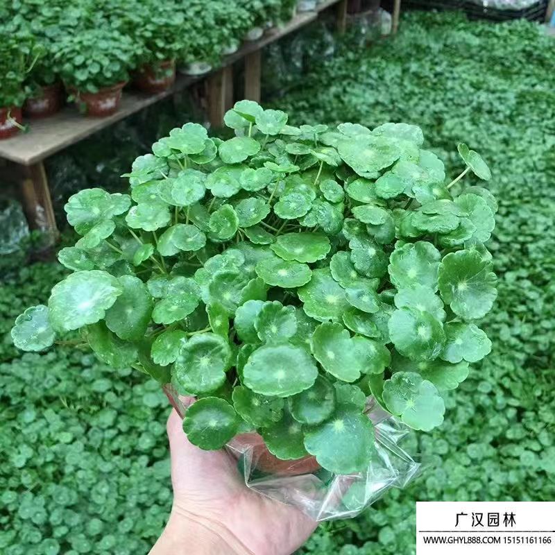 銅錢草