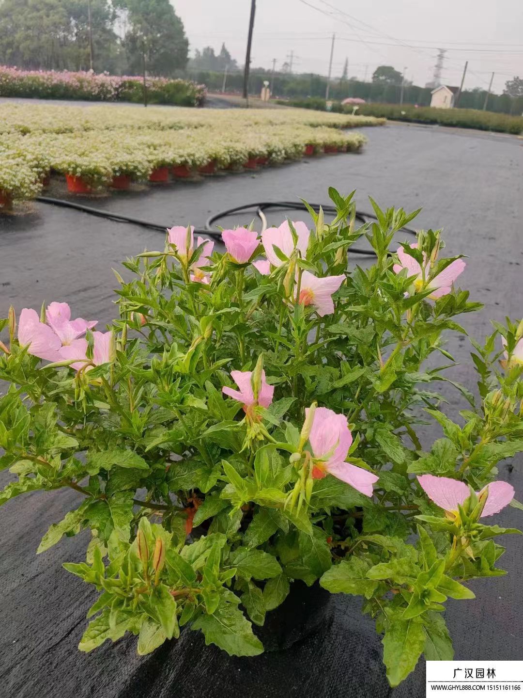 月見草 