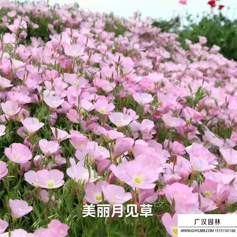 月見草 