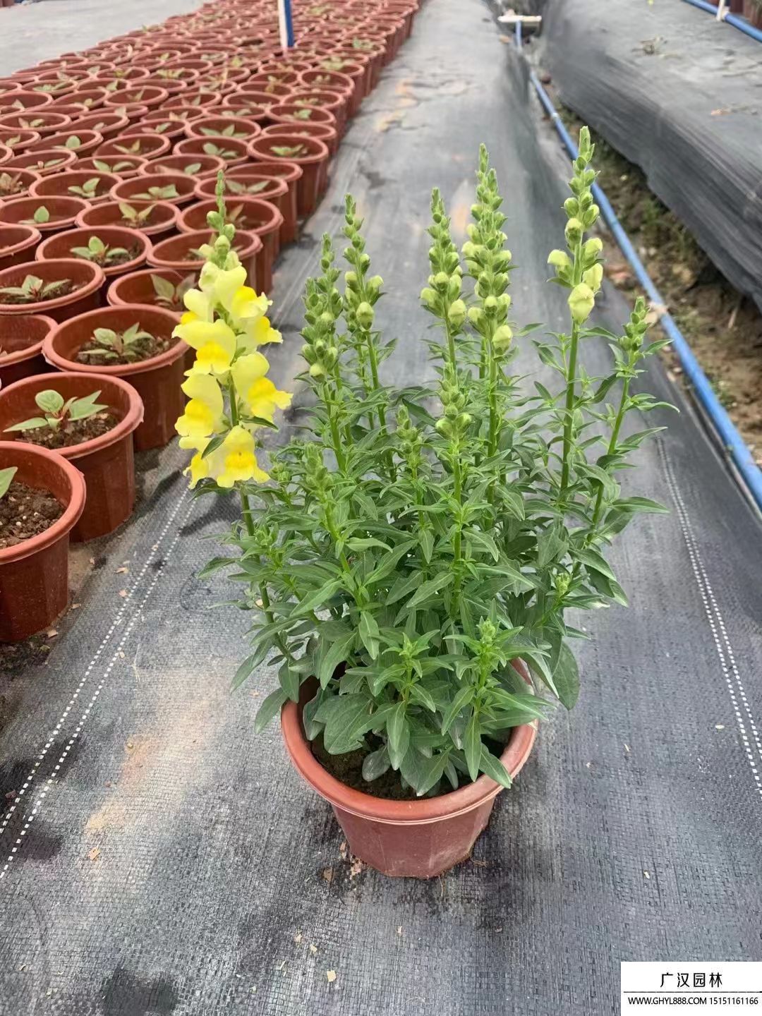 金魚花