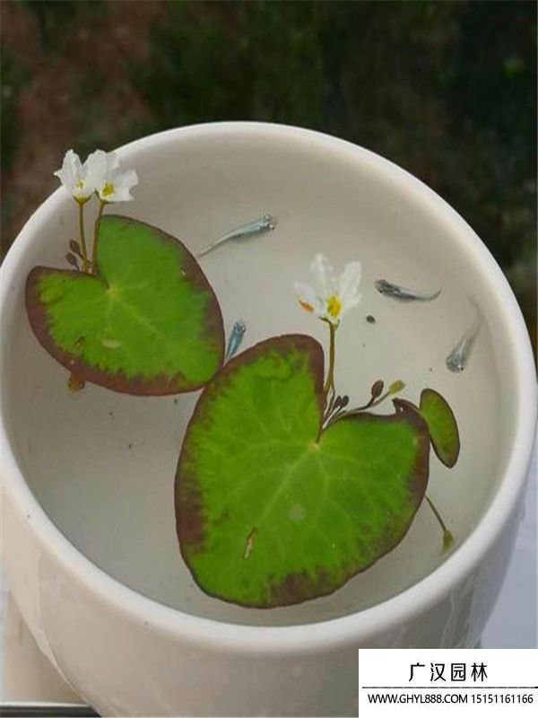 一葉蓮