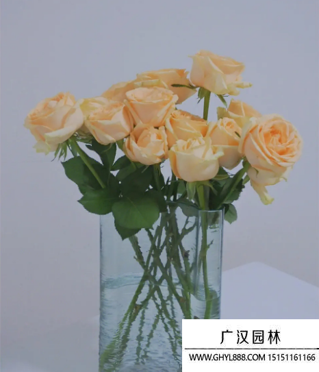 香檳玫瑰