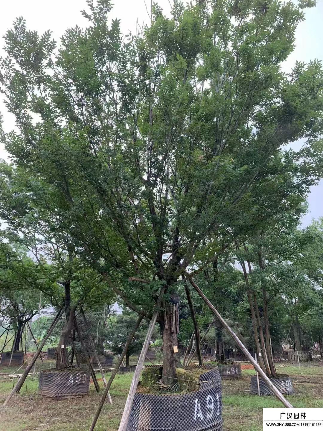 樸樹 