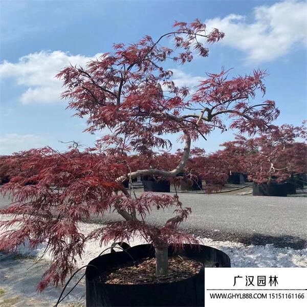 日本羽毛楓