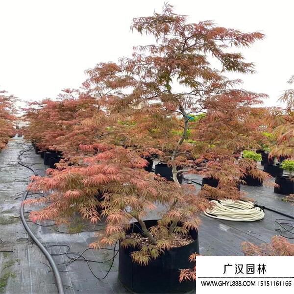 日本羽毛楓