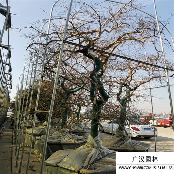 日本羽毛楓