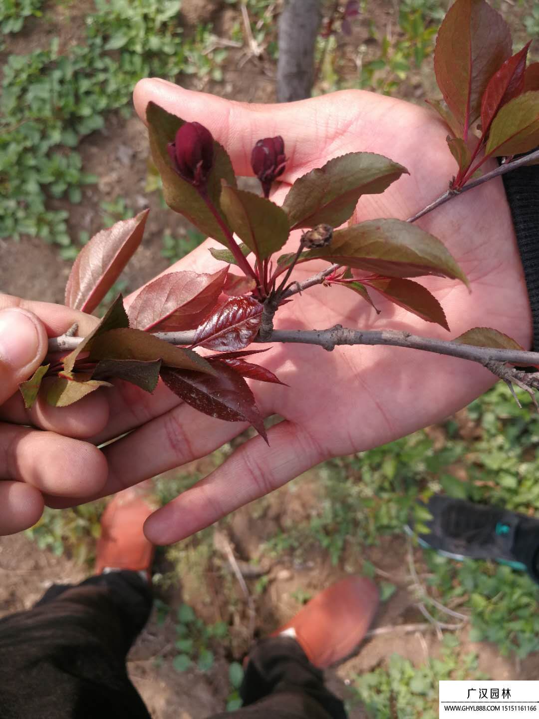紅寶石海棠