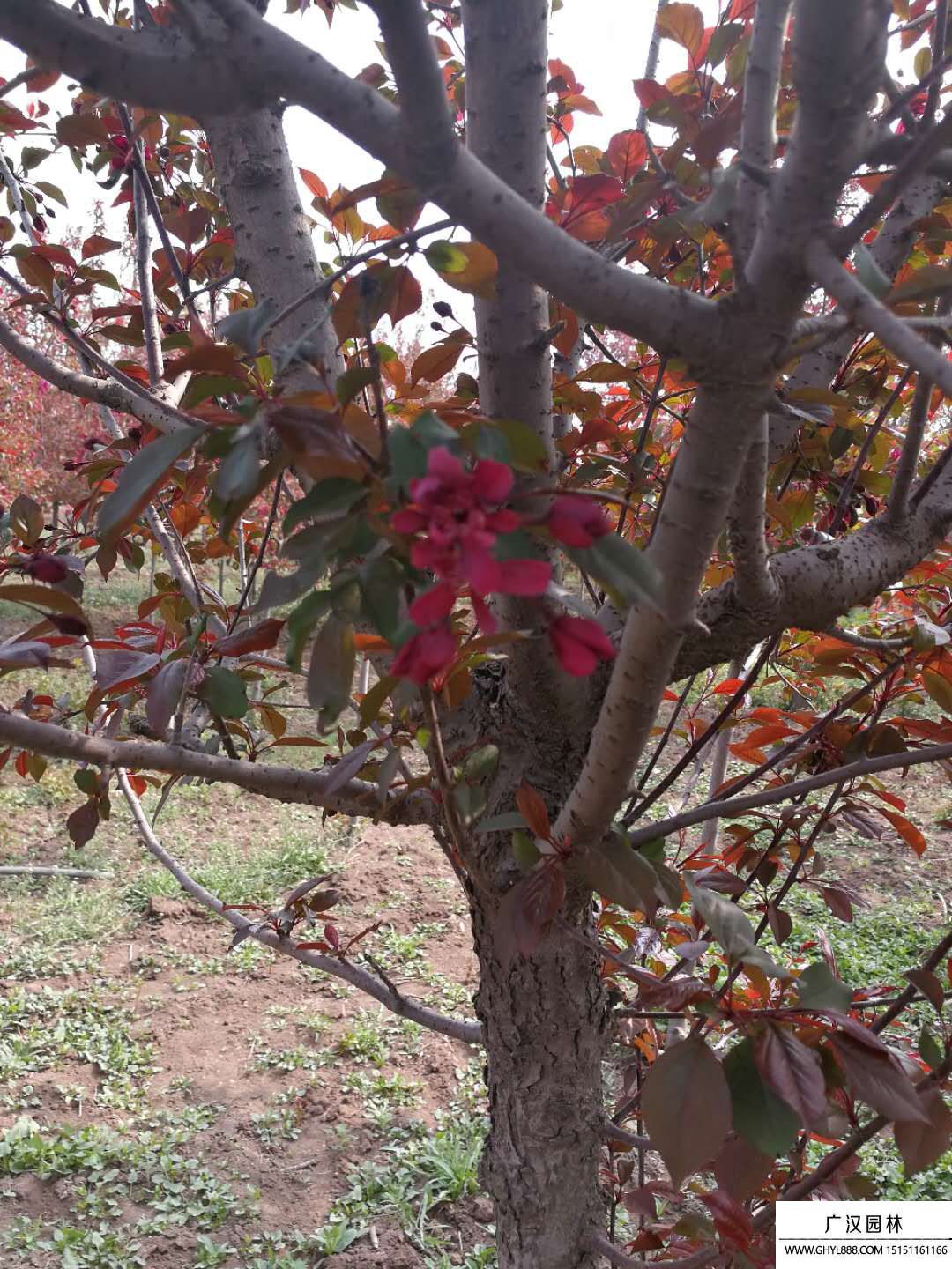 紅寶石海棠