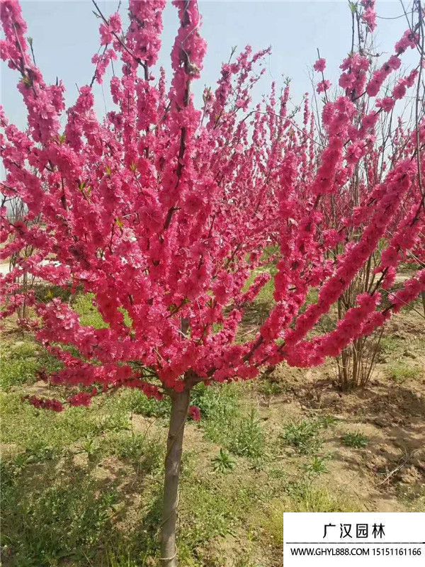 紅葉碧桃