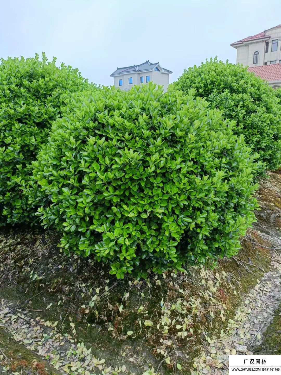 大葉黃楊球