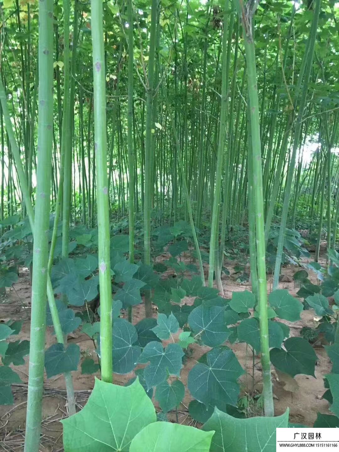 青桐樹