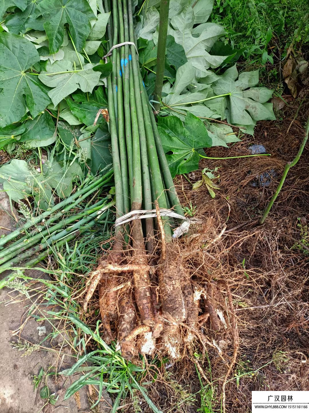 青桐樹