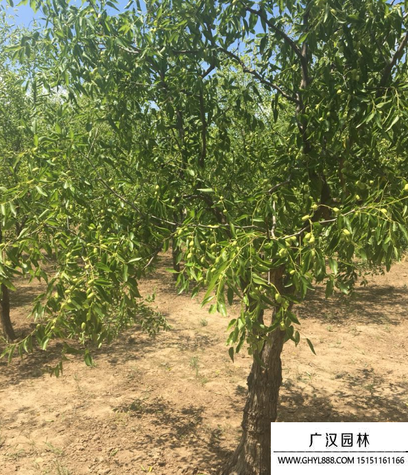 棗樹