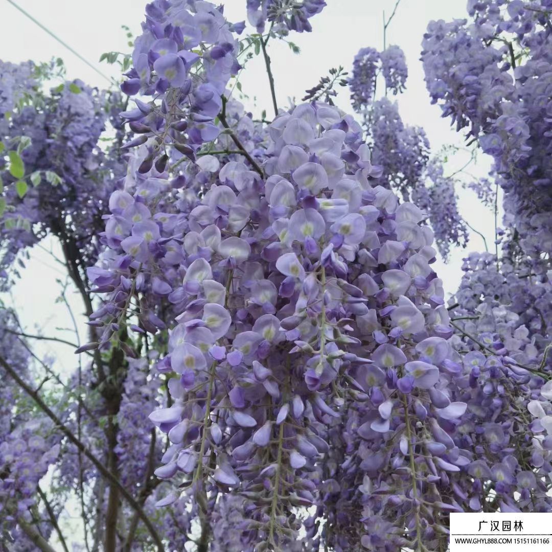 紫藤樹 