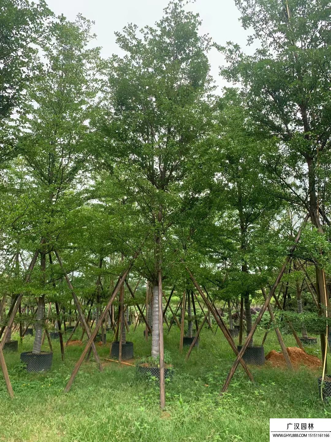 小葉欖仁