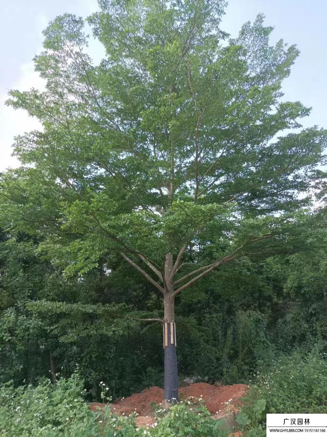 小葉欖仁 