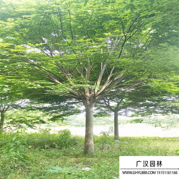 紅櫸樹