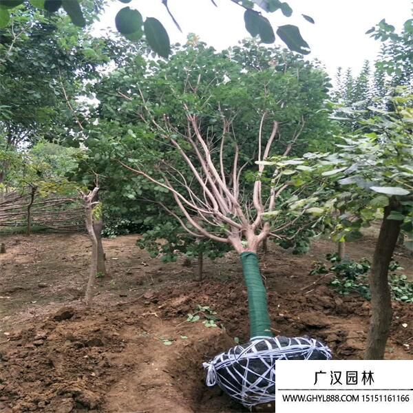 黃櫨